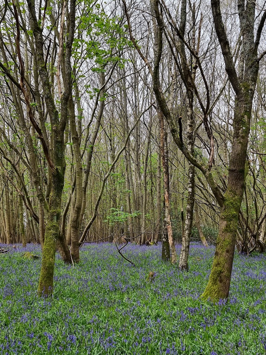 Wood Close